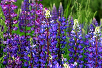Obraz premium flowers in the garden