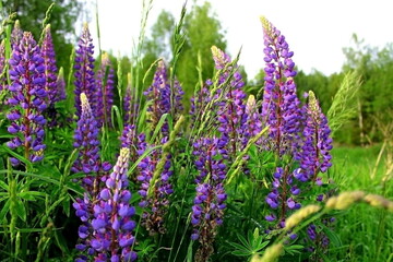 flowers in the garden