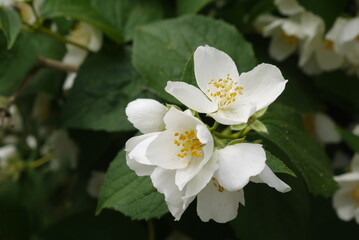 Zbliżenie białych kwiatów jaśminu w porze kwitnienia w lecie - obrazy, fototapety, plakaty