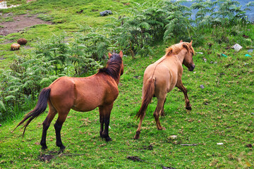 Two horses galloping in the meadow.