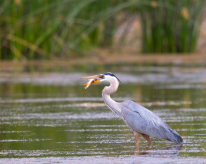 Great blue heron catching a fish, seen in the wild in North California