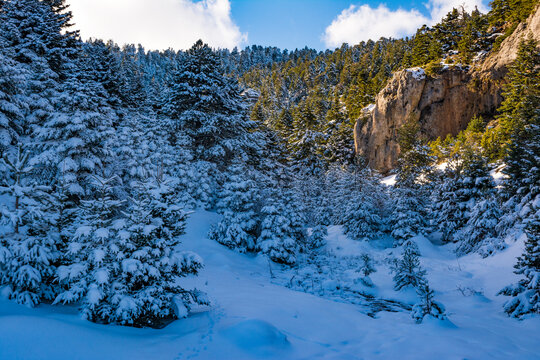 Ziria mountain fir trees covered with snow on a winter day, Korinthia, South Peloponnese, Greece. Ziria is one of the snowiest mountains in Peloponnese (2,374m).