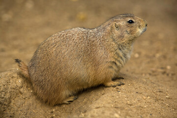 Closeup of Prairie dog eating near his burrow
