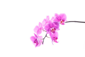 beautiful white orchid branch on an white background