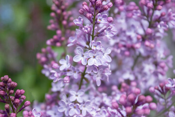 Obraz na płótnie Canvas Lilac flowers close up. Spring blooming. Soft selective focus