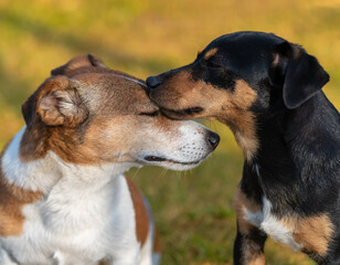 Hundeliebe - zwei Hunde sind zärtlich zueinander