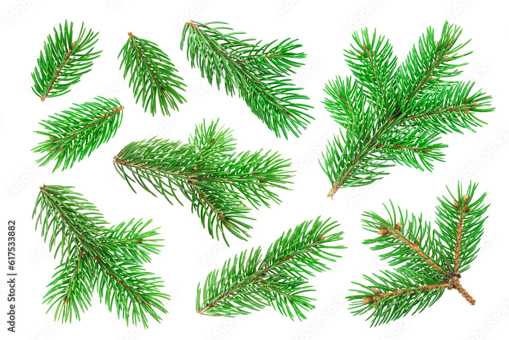 Poster fir tree branch isolated on white background with clipping path