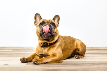 An image of a cute bulldog lying on the floor licking his nose