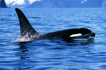 Killer whale surfaces and shows tall dorsal fin in this beautiful Alaskan scene, (Orcinus orca),...