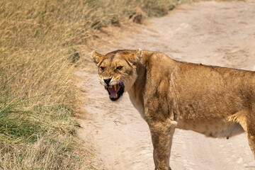 Obraz na płótnie Canvas lioness roaring on past in serengeti national park, Tanzania