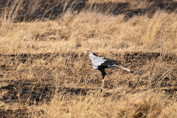 Secretarybird or Secretary Bird - Sagittarius serpentarius large, mostly terrestrial bird of prey, endemic to Africa, grasslands and savanna of the sub-Saharan region, very long legs, eagle-like body.