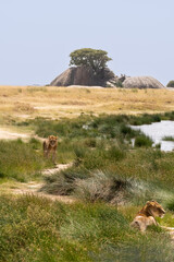 Naklejka premium young male lion and lioness standing on green grass savannah in serengeti national park, Tanzania
