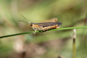 grasshopper on the grass