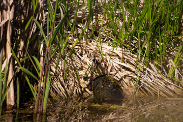 Western Painted Turtle Climbs out of Pond with Space for Text