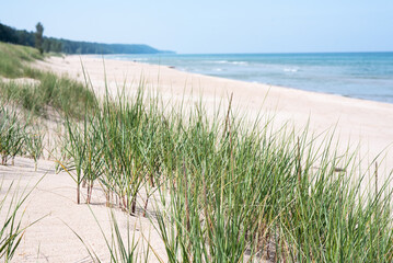 beach grass on lake michigan
