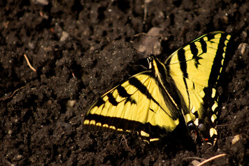 Ripped Wing Western Tiger Swallowtail Butterfly Drinking from Wet Dirt Background with Space for Text
