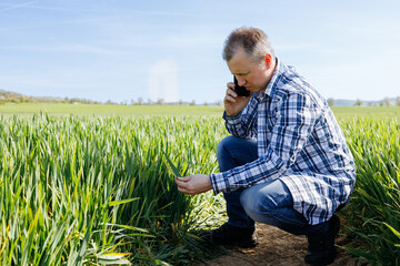 A male farmer is talking on the phone and checking the risen rye crop in the field. Modern...