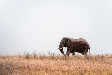 Beautiful view of an African bush elephant walking in savannah