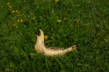 Jersey Cow Steer Jawbone in the Green Grass with Space for Text