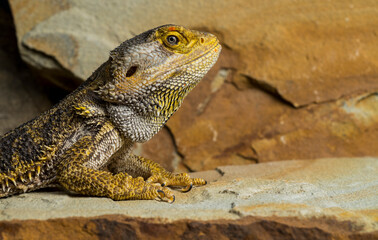portrait of a reptile against the background of stones with skin texture