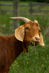 Sweet Smiling Silly Red Nubian Boer Mixed Breed Goat Eating Grass with Floppy Ears