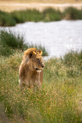 young male lion in savannah in serengeti national park, Tanzania © mathilde