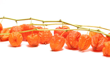 白背景のホオズキ