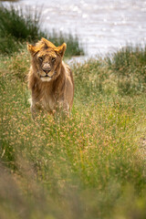 young male lion in savannah in serengeti national park, Tanzania