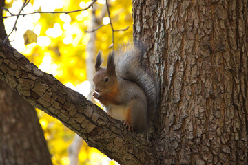 squirrel in autumn sitting on the branch of a tree and eating nuts