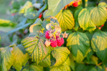 Ripe red raspberries grow on green bushes, close-up. Plantation of berries, harvesting