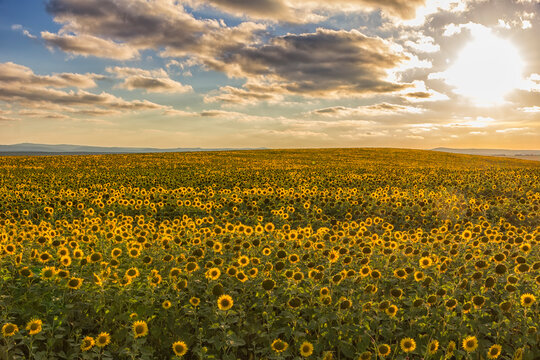 field of blooming sunflowers on a background of sun and blue sky