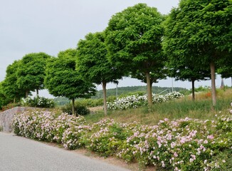Fototapeta na wymiar Baumreihe an Straße in Sassnitz auf Rügen im Sommer