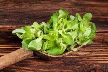 Fototapeta premium Fresh green lamb's lettuce salad on wooden spoon on old wooden vintage background. Fresh salad, rustic vintage country style image.