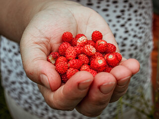 Handful of wild strawberries just picked up from the forest meadow