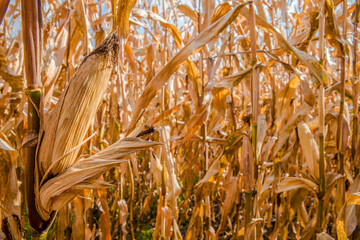 Corn field with ripe crops ready for being harvested