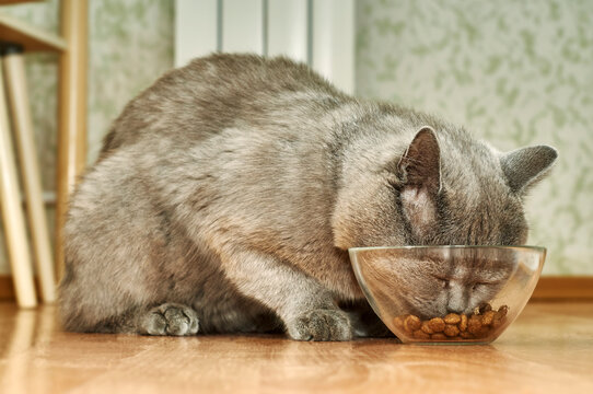 British short hair cat eating dry food from glass bowl