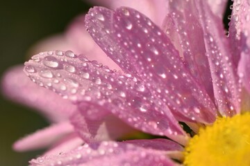 Obraz na płótnie Canvas Macro shot of drops on flower. Beautiful natural pink blurred background.