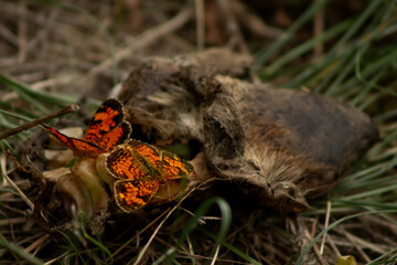 Orange and Black Pearl Crescent (Phyciodes tharos) Butterflies Feed on Goat Carcass in June 2023 BC, Canada