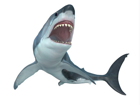 The Great White Shark is the largest predatory shark in the ocean and can grow to 26 feet and can live for 70 years.