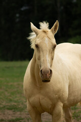Obraz na płótnie Canvas Beautiful White Palomino with Pearl Gene Rare Coat Colour Paint Horse Mare Facing Viewer with Green Pasture Background and Space for Text