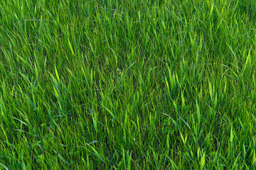 Green grass. natural background texture. fresh spring green grass.