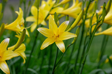 Yellow Daylilies (Hemerocallis L.) with Green Background and Space for Text