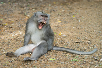 A monkey sitting on the ground showing large tusks