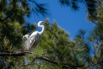 Great Egret (Ardea alba)