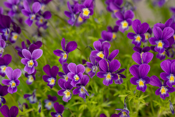 春、庭で咲いた紫のビオラ