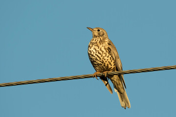 A Song Thrush (Turdus philomelos) sitting on a cable