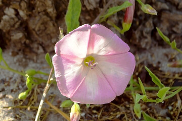 Pink flower. Beautiful transparent flower close up. A flower under a tree