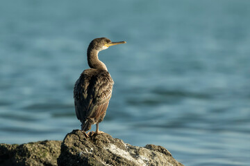 A European Shag (Phalacrocorax aristotelis) sitting on a rock by the sea