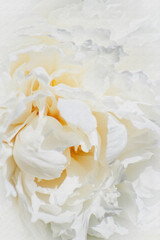 PHOTO-ILLUSTRATION-Pretty White Peony Bloom–Nursery, Landscaping, Flowering & Ornamental Trees & Bushes, Gardening, Club, Arborist, Party, Invitation, Botany, Background, Backdrop, Flier, Poster, Ad, 