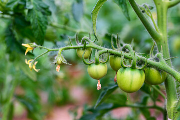 Young green tomato fruits grow on branches in a greenhouse.